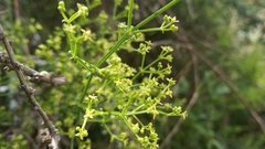 Galium latoramosum