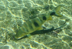 Megaleporinus obtusidens