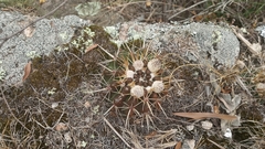 Parodia mammulosa
