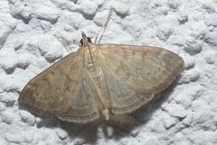 Anania fuscalis