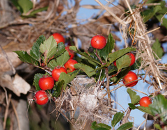 Crataegus tracyi