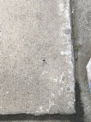 Armadillidium vulgare