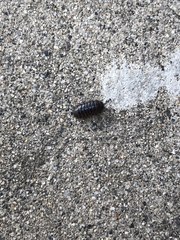 Armadillidium vulgare