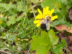 Bombus impatiens