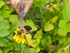 Bombus impatiens