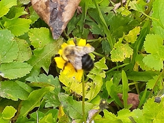 Bombus impatiens