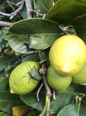 Biprorulus bibax