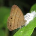 Malaveria rodriguezi - Photo (c) Lepidoptera Colombiana, some rights reserved (CC BY-NC), uploaded by Lepidoptera Colombiana