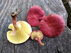 Suillus paluster
