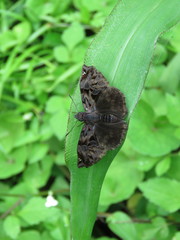 Noctuana