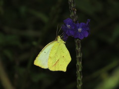 Abaeis salome gaugamella