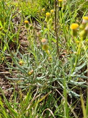 Senecio macrocarpus