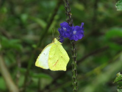 Abaeis salome gaugamella