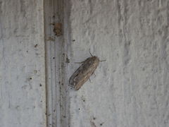 Noctuidae
