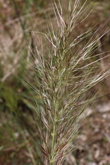 Austrostipa mollis