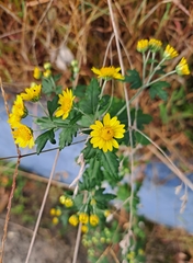 Chrysanthemum lavandulifolium