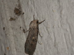 Noctuidae