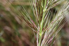 Austrostipa mollis