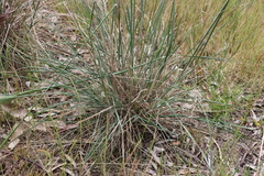 Austrostipa mollis