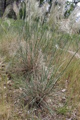 Austrostipa mollis