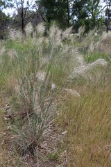 Austrostipa mollis