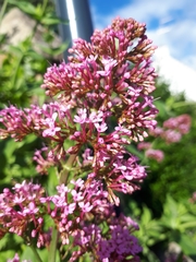 Centranthus