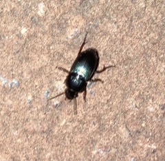 Harpalus