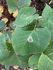Phyllonorycter lucetiella