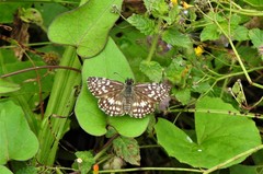 Burnsius orcus