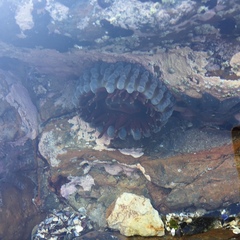 Phlyctenanthus australis