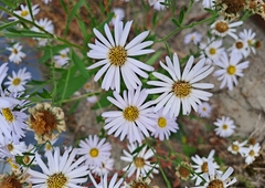 Galatella meyendorffii