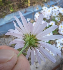 Galatella meyendorffii