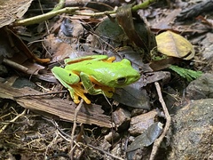 Agalychnis spurrelli
