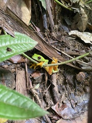 Agalychnis spurrelli