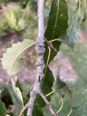 Neuroterus rileyi