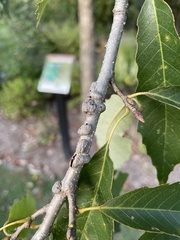 Neuroterus rileyi