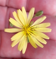 Ixeris chinensis