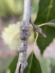 Neuroterus rileyi