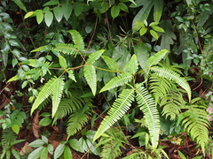 Dicranopteris pedata