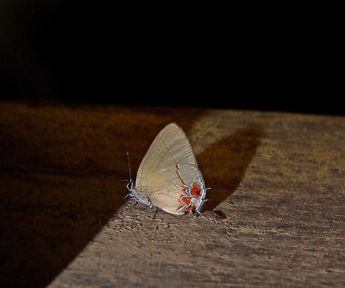Calycopis lerbela