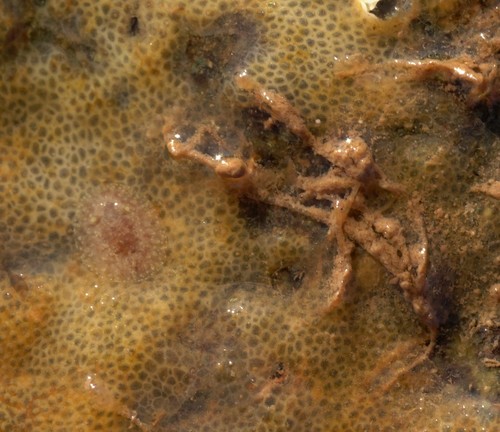 Hairy Spiny Dorid, Huntington Point, Nova Scotia, Canada, photo 6 of 10
