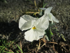 Viola × wittrockiana