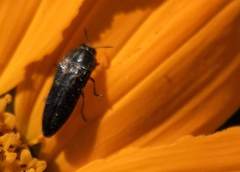 Acmaeodera impluviata