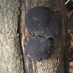 Daldinia concentrica