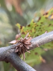 Dryocosmus floridensis
