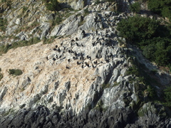 Leucocarbo chalconotus