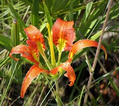 Lilium catesbaei image