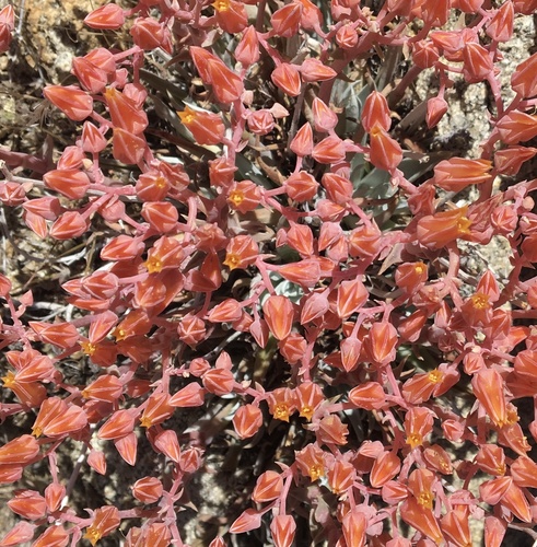 Dudleya saxosa