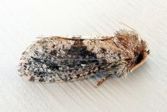 Acrolophus persimplex