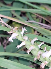 Spiranthes magnicamporum